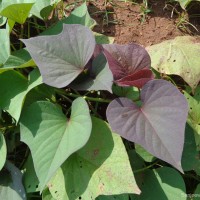 Ipomoea batatas (L.) Lam.